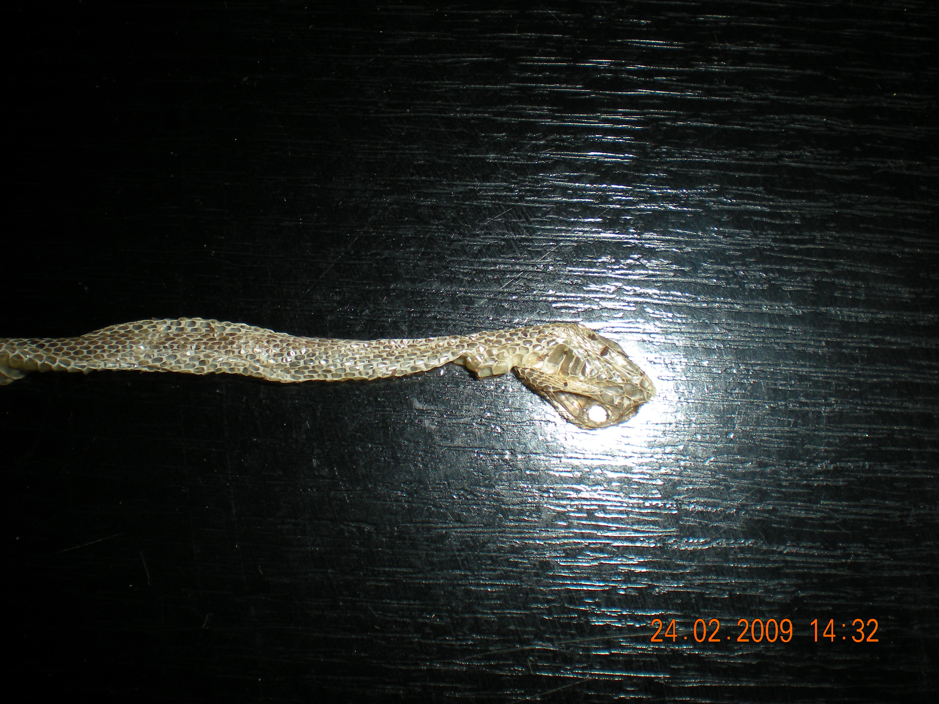 DSCN2529.JPG