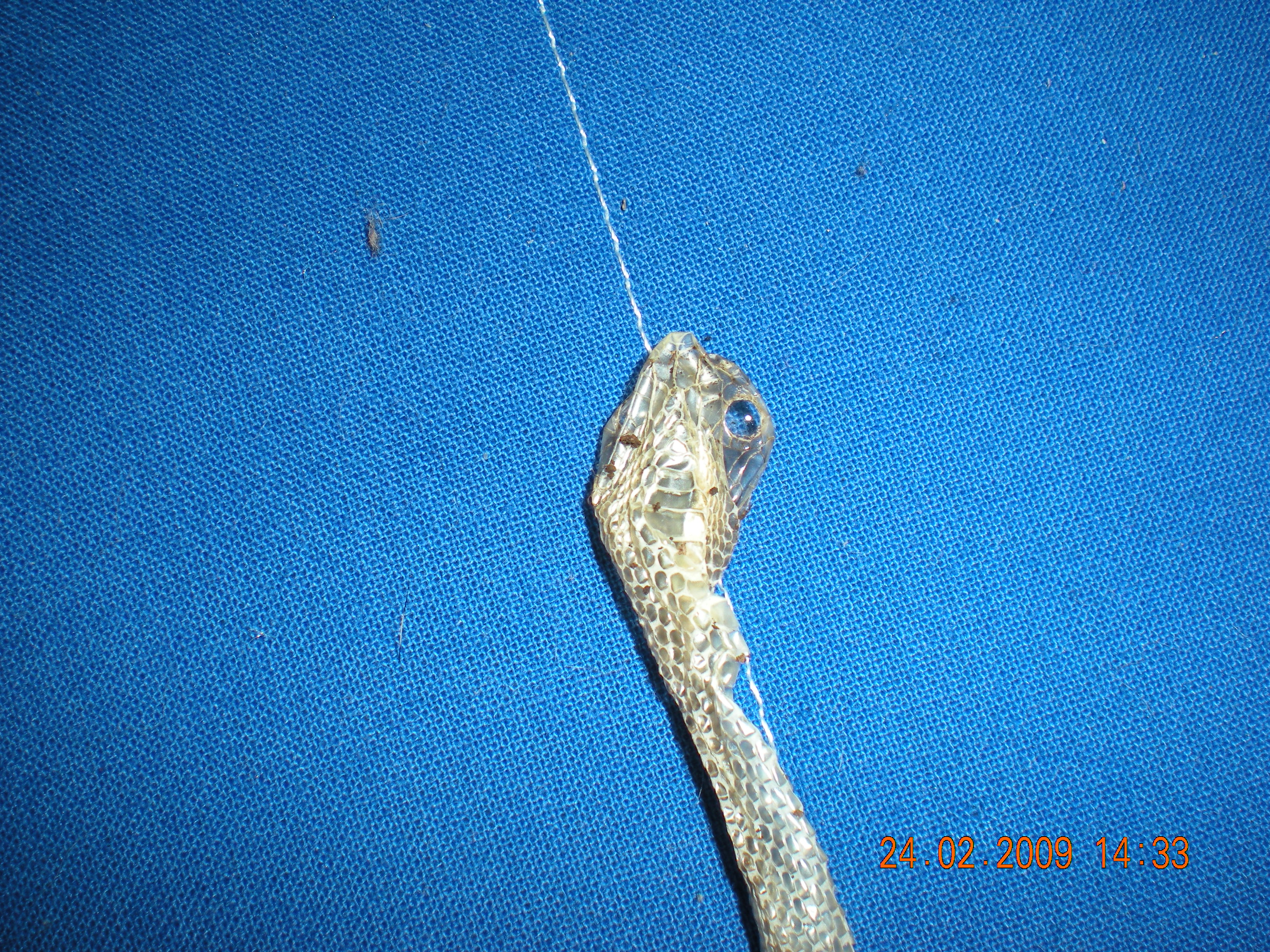 DSCN2530.JPG